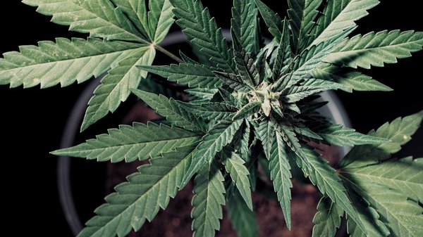 Découvrir les meilleures méthodes pour prendre de l'huile de cbd